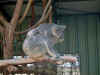 L.P._Koala Mutter-Kind.JPG (105260 Byte)