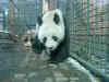 Panda1.JPG (86003 Byte)