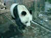 Panda2.JPG (84993 Byte)