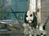 Panda3.JPG (88921 Byte)