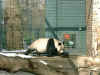 Panda4.JPG (89349 Byte)